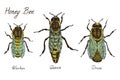 Honey bee archetypical caste specimens, worker, queen and drone, high quality vintage engraved color illustration style