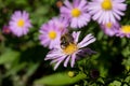 Nature\'s Collaboration: Honey Bee Collecting Pollen from Aster Flower in Autumn Garden Royalty Free Stock Photo