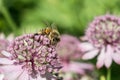 Honey bee in astrantia flower Royalty Free Stock Photo
