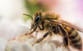 Honey bee and autumn chrysanthemum flowers. Autumn honey Royalty Free Stock Photo