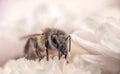 Honey bee and autumn chrysanthemum flowers. Autumn honey Royalty Free Stock Photo