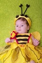 Honey Bee Baby Royalty Free Stock Photo