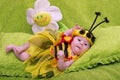 Honey Bee Baby Royalty Free Stock Photo