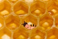 Honey bee baby in honeycomb Royalty Free Stock Photo