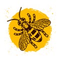 Honey bee on background with yellow spot vector