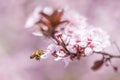 Honey bee with baskets flying and pollinating pink cherry flowers Royalty Free Stock Photo