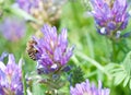 Honey bee on beatyful flower close up