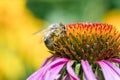 Honey bee on beautiful flowering Echinacea flower close-up on a green background - macro, spring, summer Royalty Free Stock Photo