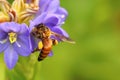 Honey bee on beautiful lichened flower. Royalty Free Stock Photo