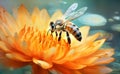 Honey bee and beautiful orange flower, spring summer season. Wild nature landscape. Beauty in Nature Royalty Free Stock Photo