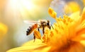 Honey bee and beautiful orange flower, spring summer season. Wild nature landscape. Beauty in Nature Royalty Free Stock Photo