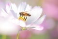 Honey bee and beautiful white flower in garden, nature Royalty Free Stock Photo