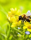 Honey bee and beautiful yellow flower, spring summer season. Royalty Free Stock Photo