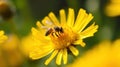 Honey bee and beautiful yellow flower, spring summer season, Wild nature landscape, banner, beauty in Nature generative ai Royalty Free Stock Photo