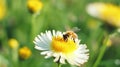 Honey bee and beautiful yellow flower, spring summer season, Wild nature landscape, banner, beauty in Nature generative ai Royalty Free Stock Photo