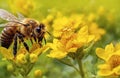 Honey bee and beautiful yellow flower, spring summer season, Wild nature landscape. Royalty Free Stock Photo