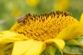 Honey bee on beautiful yellow sunflower collecting pollen Royalty Free Stock Photo