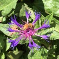 Honey bee on bee balm