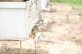 Honey bee beehive. bees house