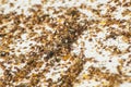 Honey bee beehive residue pollen varroa acarid Royalty Free Stock Photo