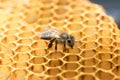 Honey Bee and beehive in Thailand.