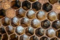 Honey bee beehive Wax Frame with bees breed, eggs and worms next generation Royalty Free Stock Photo