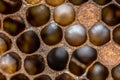 Honey bee beehive Wax Frame with bees breed, eggs and worms next generation Royalty Free Stock Photo