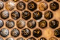 Honey bee beehive Wax Frame with bees breed, eggs and worms next generation Royalty Free Stock Photo