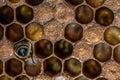 Honey bee beehive Wax Frame with bees breed, eggs and worms next generation Royalty Free Stock Photo