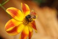 Honey bee bees feeding on yellow red flower Apis mellifera honeybee Royalty Free Stock Photo