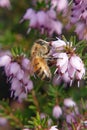 Honey bee on bell heather Royalty Free Stock Photo