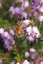 Honey bee on bell heather Royalty Free Stock Photo