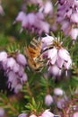 Honey bee on bell heather