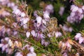 Honey bee on bell heather Royalty Free Stock Photo