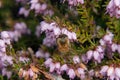 Honey bee on bell heather Royalty Free Stock Photo