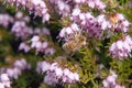 Honey bee on bell heather Royalty Free Stock Photo