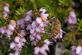 Honey bee on bell heather Royalty Free Stock Photo