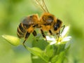 Beautiful honey-bee on a white flower, wildlife, beauty in nature