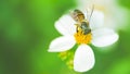 Honey bee pollinating a bidens pilosa flower, insect, agriculture, honeybee, banner, nature