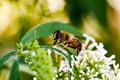 A honey bee with big eyes sits on a white flower in summer Royalty Free Stock Photo