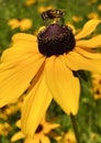 Honey bee on black eyed Susan flower Royalty Free Stock Photo