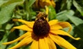 Honey bee on a black-eyed susan. Royalty Free Stock Photo