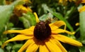 Honey bee on a black-eyed susan. Royalty Free Stock Photo