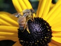 Honey Bee on Black-eyed Susan Royalty Free Stock Photo