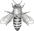 Honey bee black vector illustration