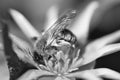 Honey bee in black and white collecting nectar on a yellow flower. Busy insects Royalty Free Stock Photo