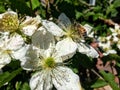 Honey bee on Blackberry Blossoms in Utah America USA