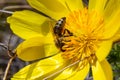 Honey bee on blooming adonis flower, Spring background, honey bee pollinating wild yellow flower Royalty Free Stock Photo