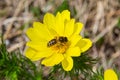 Honey bee on blooming adonis flower, Spring background, honey bee pollinating wild yellow flower Royalty Free Stock Photo