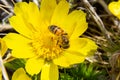 Honey bee on blooming adonis flower, Spring background, honey bee pollinating wild yellow flower Royalty Free Stock Photo